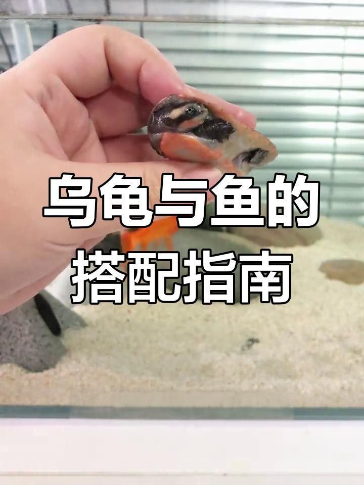 推薦一些適合與龍龜混養(yǎng)的魚(yú)類 推薦一些適合與龍龜混養(yǎng)的魚(yú)類 龍魚(yú)百科 第4張