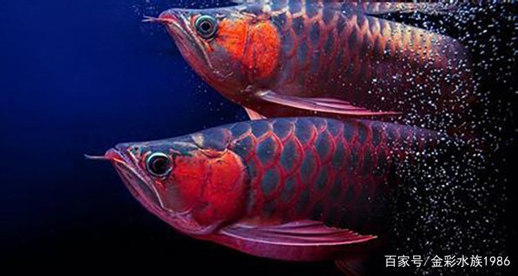 紅龍魚發色過程中需要注意什么？