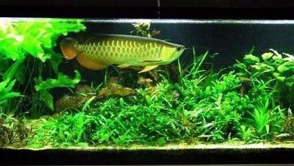 金龍魚 觀賞（金龍魚飼養常見誤區） 金龍魚 觀賞（金龍魚飼養常見誤區） 龍魚百科 第3張