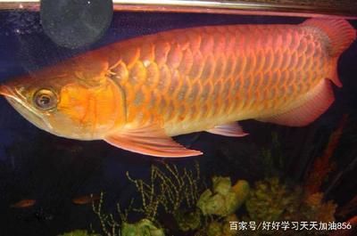 金龍魚 觀賞（金龍魚飼養常見誤區） 金龍魚 觀賞（金龍魚飼養常見誤區） 龍魚百科 第5張