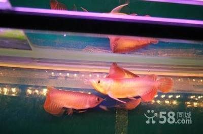 金龍魚和羅漢魚適合混養在一起嗎？：金龍魚和羅漢魚并不適合混養，它們不適合混養在一起