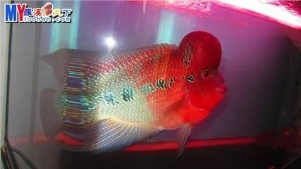 金龍魚和羅漢魚適合混養在一起嗎？：金龍魚和羅漢魚并不適合混養，它們不適合混養在一起