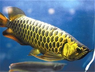 金龍魚高背和b過的區別