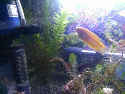 虎皮魚能和曼龍魚混養嗎：虎皮魚和曼龍魚可以混養嗎