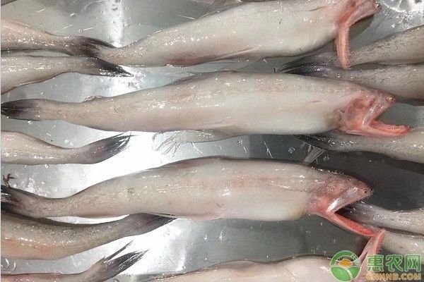 普通龍魚大概多少錢一條：普通龍魚價格大致在幾百元至幾千元至幾千元人民幣一條