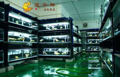 北京紅龍魚魚場電話地址（北京紅龍魚專賣店） 北京紅龍魚魚場電話地址（北京紅龍魚專賣店） 龍魚百科 第1張