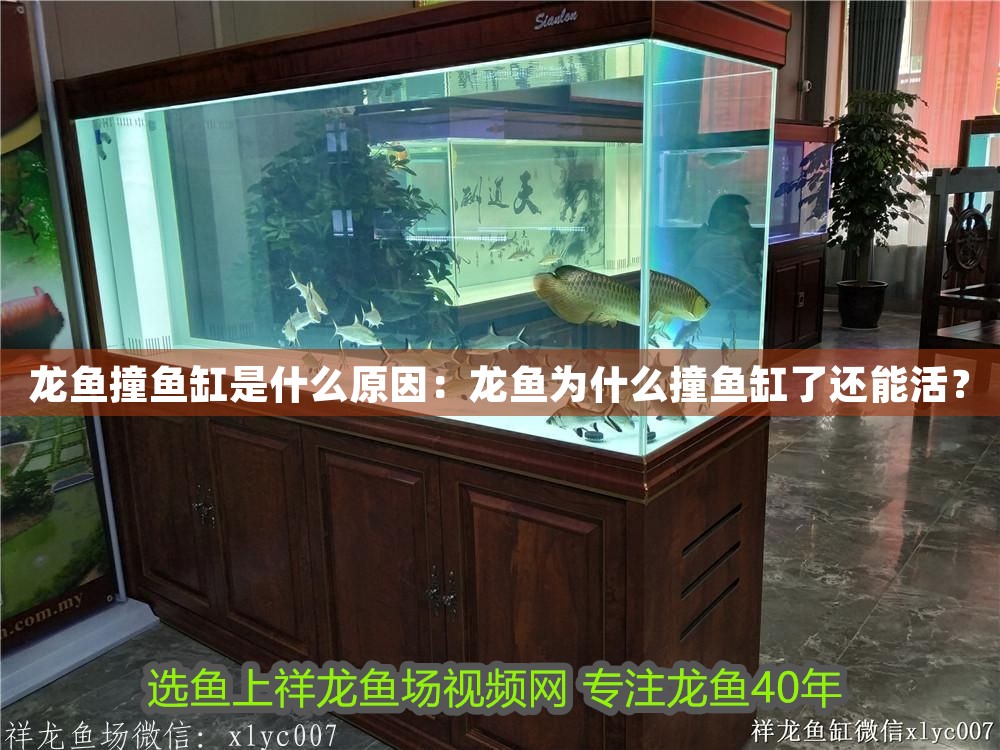 龍魚撞魚缸是什么原因：龍魚為什么撞魚缸了還能活？