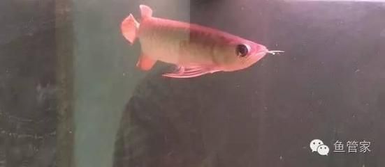 龍魚撞缸魚鱗掉了：龍魚撞缸導致魚鱗掉落怎么辦