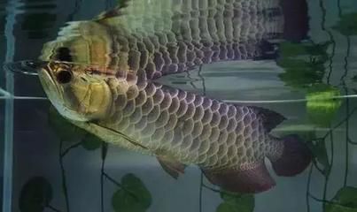 龍魚撞缸魚鱗掉了：龍魚撞缸導致魚鱗掉落怎么辦