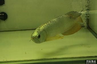 金龍魚養大需要多久：金龍魚的養殖時間