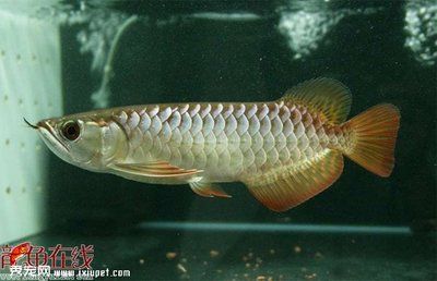 金龍魚苗怎么選種：挑選金龍魚苗時應注意以下幾個關鍵步驟和注意事項