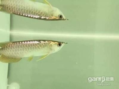 金龍魚苗怎么選種：挑選金龍魚苗時應注意以下幾個關鍵步驟和注意事項