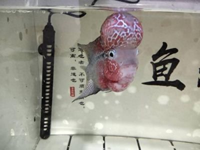 龍魚爬鱗需要多久（過背金龍魚的爬背過程通常需要3年左右的時間才能結束）