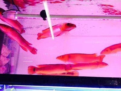 胭脂孔雀龍魚過背過程圖片：胭脂孔雀龍魚混養(yǎng)成功案例分析胭脂孔雀龍魚混養(yǎng)成功案例