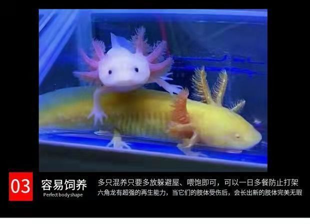 六角恐龍魚適合和什么魚一起養，六角恐龍魚混養注意事項 六角恐龍魚適合和什么魚一起養，六角恐龍魚混養注意事項 龍魚百科 第1張