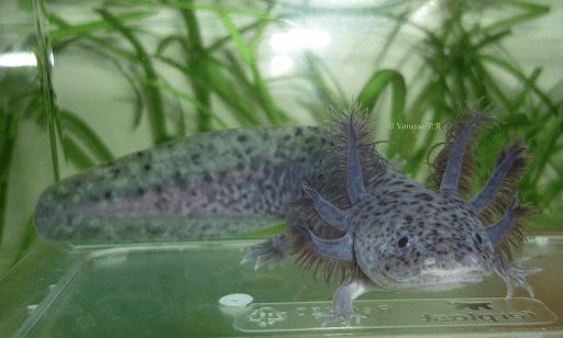 六角恐龍魚適合和什么魚一起養，六角恐龍魚混養注意事項 六角恐龍魚適合和什么魚一起養，六角恐龍魚混養注意事項 龍魚百科 第5張