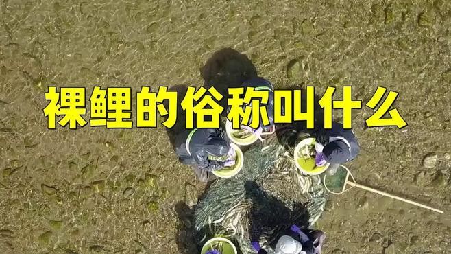 藏龍魚和黑魚哪個貴