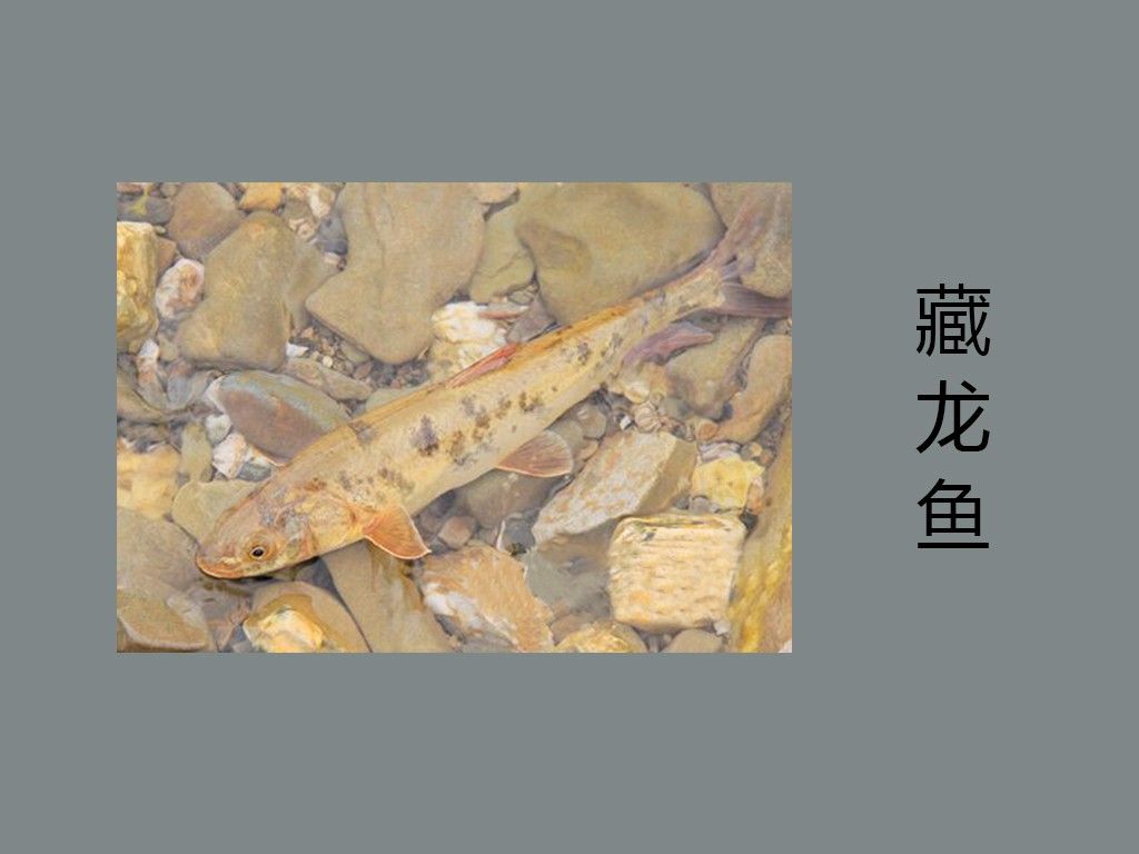 藏龍魚和黑魚哪個貴