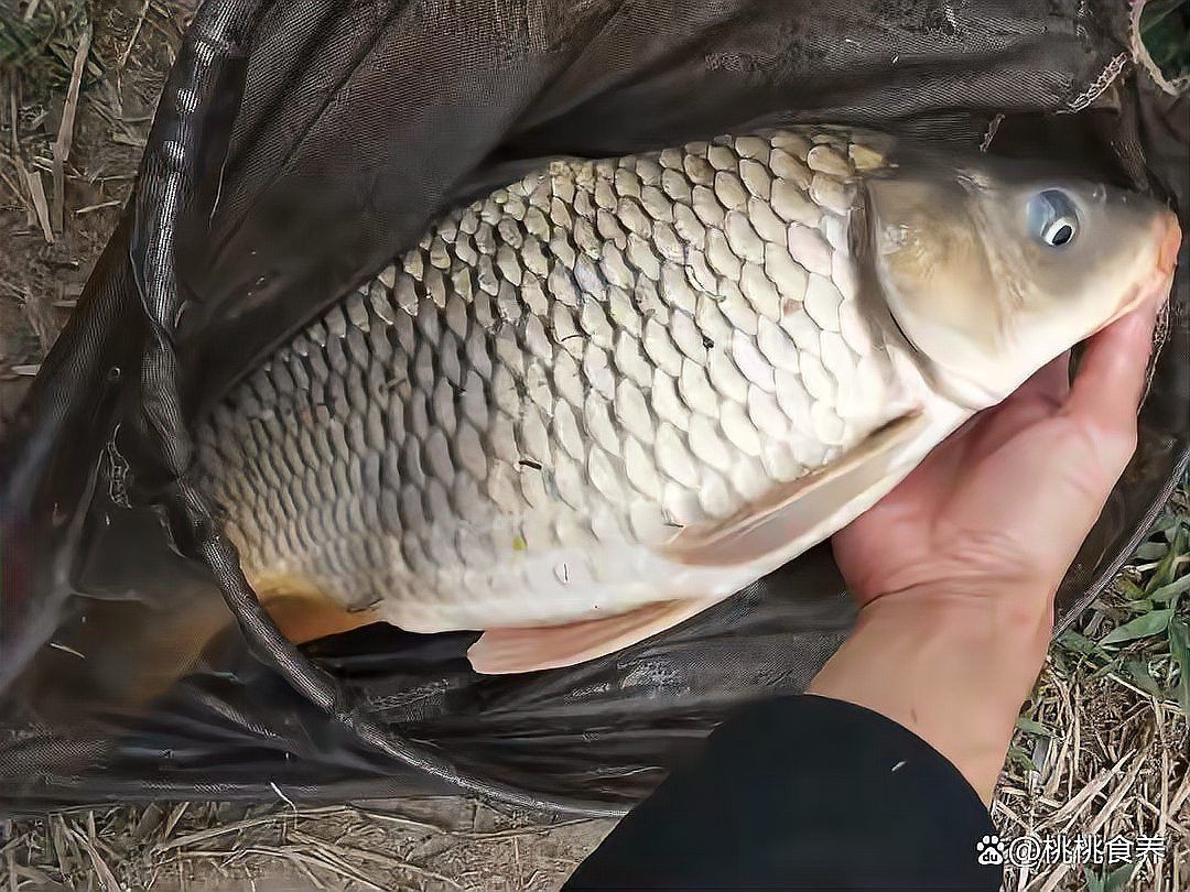 藏龍魚和黑魚哪個貴