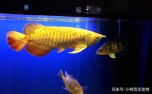 小金龍魚用什么燈最好:小金龍魚用什么燈最好, 龍魚百科 第1張 小金龍魚用什么燈最好:小金龍魚用什么燈最好, 小金龍魚用什么燈最好:小金龍魚用什么燈最好, 龍魚百科 第1張