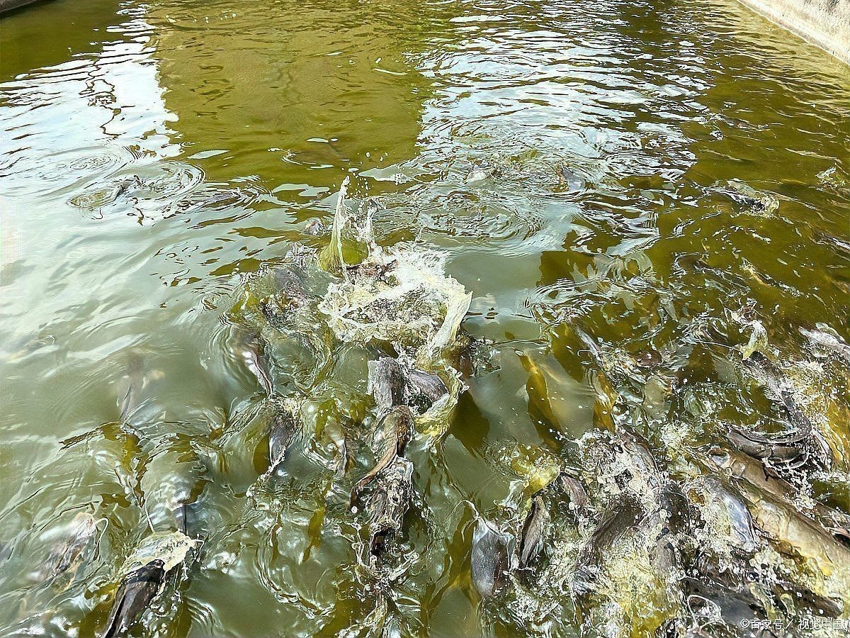 龍魚爛鰭多久能治好？