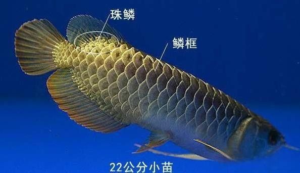 高背金龍魚的最佳觀賞年齡是多少？