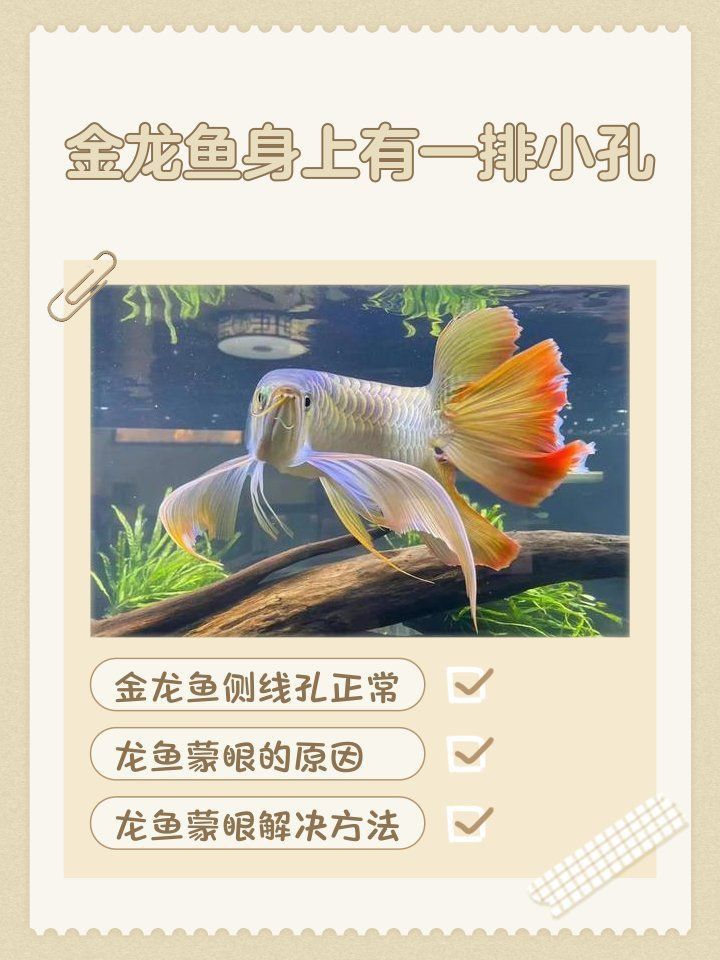 龍魚鰓蓋小洞會自愈嗎？