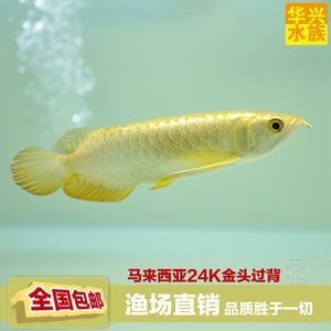 金龍魚24k什么意思【24k金龍魚是什么意思？】