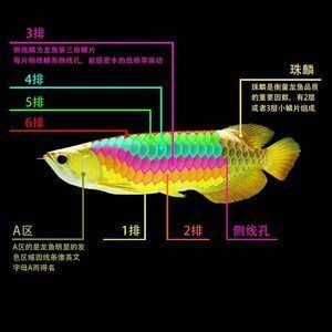 金龍魚24k什么意思【24k金龍魚是什么意思？】