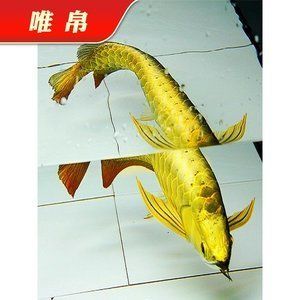 金龍魚24k什么意思【24k金龍魚是什么意思？】