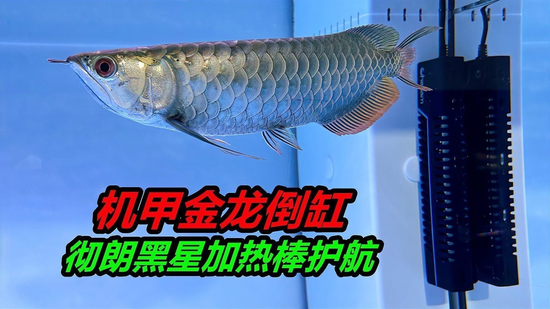 觀賞魚種類金龍魚怎么養(yǎng)