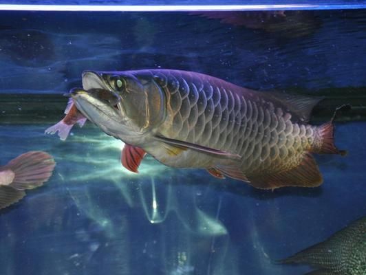 紅龍魚偏食怎么辦？（如何解決紅龍魚偏食問題）