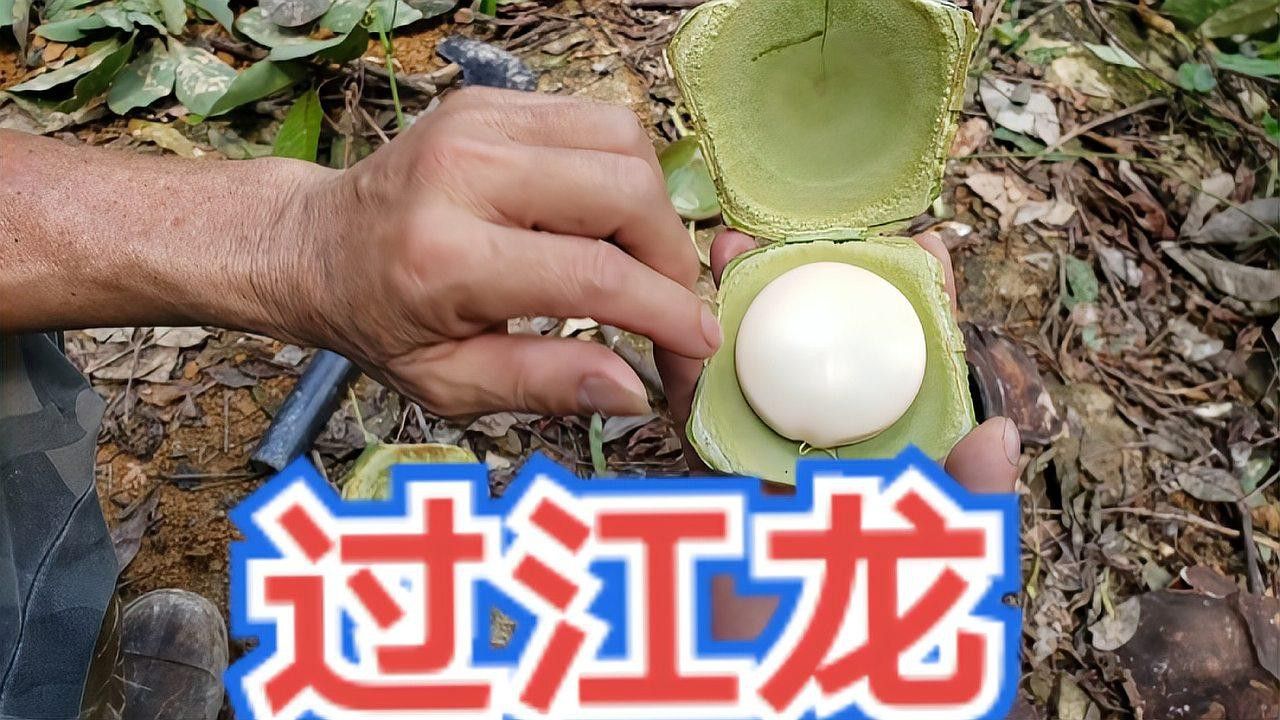 海南野生過山龍魚能吃嗎圖片大全