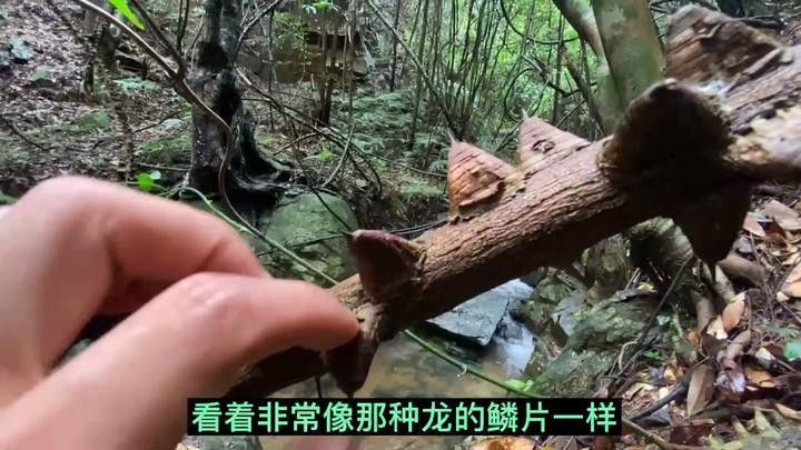 海南野生過山龍魚能吃嗎圖片大全