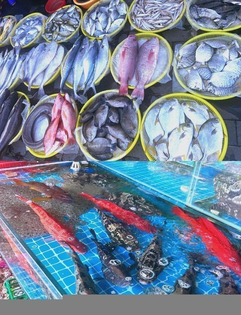 海南野生過山龍魚能吃嗎圖片大全