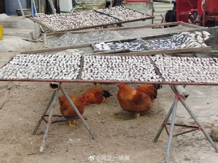 海南野生過山龍魚能吃嗎圖片大全
