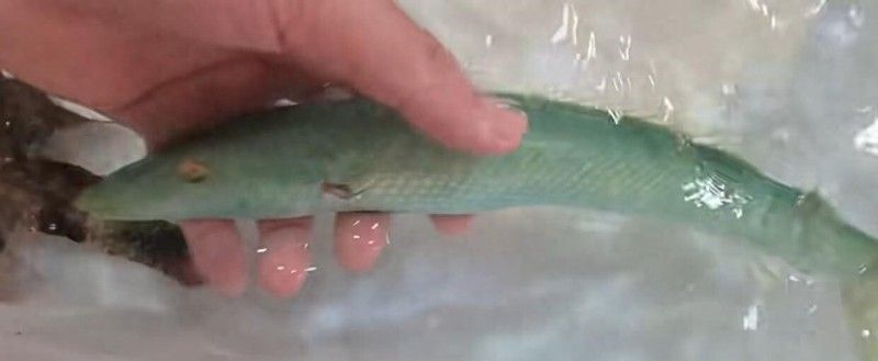 海南野生過山龍魚能吃嗎圖片大全