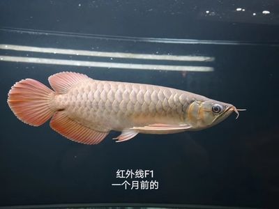 紅龍魚品牌有哪些牌子好一點：知名的紅龍魚品牌有哪些？