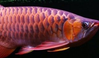 金龍魚用什么顏色的燈（金龍魚成魚燈光與飼養技巧）