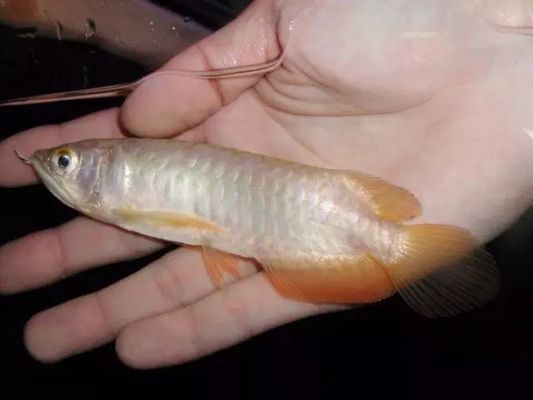 紅龍魚的燈光適宜程度的分析：紅龍魚燈光的使用對其發色和健康有著重要影響