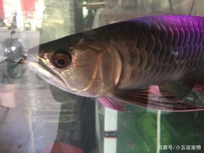 金龍魚多久發色一次：金龍魚發色過程