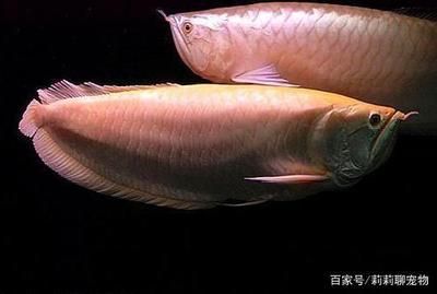 龍魚5號治什么?。堲~5號使用注意事項）