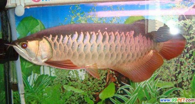 普通金龍魚有哪些品種？