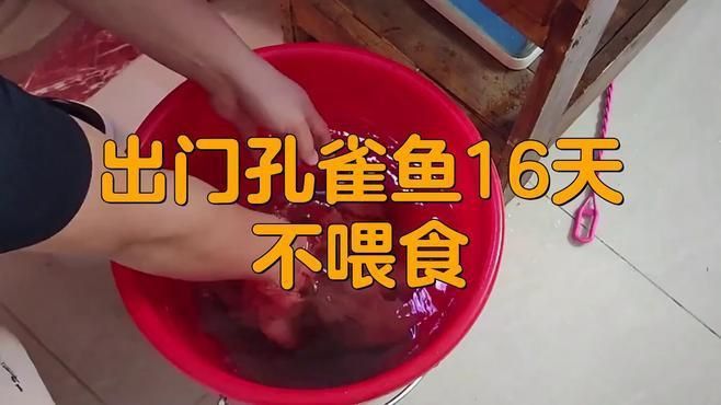 孔雀魚多久不喂會餓死？