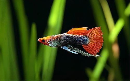 孔雀魚多久不喂會餓死？