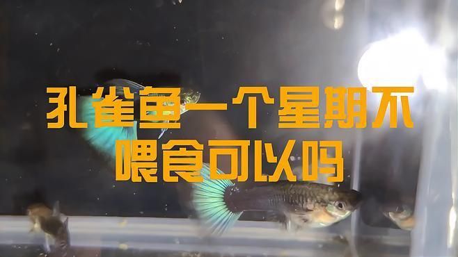 孔雀魚多久不喂會餓死？