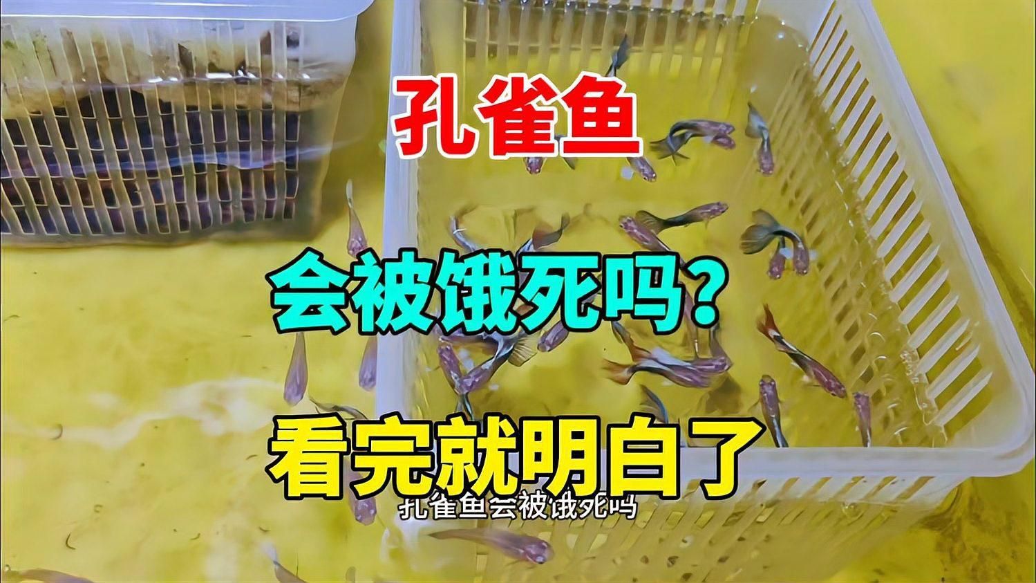 孔雀魚多久不喂會餓死？