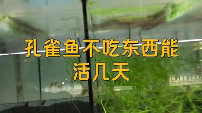 孔雀魚多久不喂會餓死？