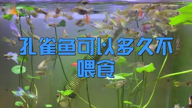 孔雀魚多久不喂會餓死？
