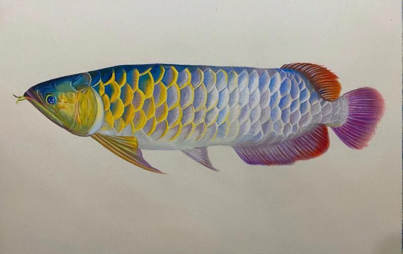 最貴金龍魚圖片大全